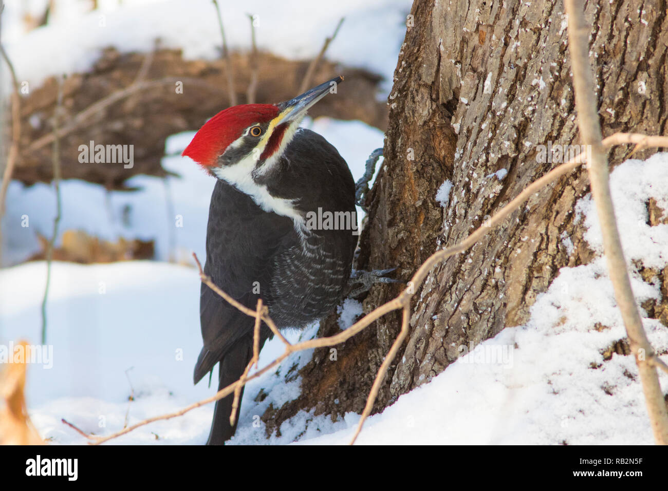 Male Pileated Woodpecker in winter Stock Photo - Alamy