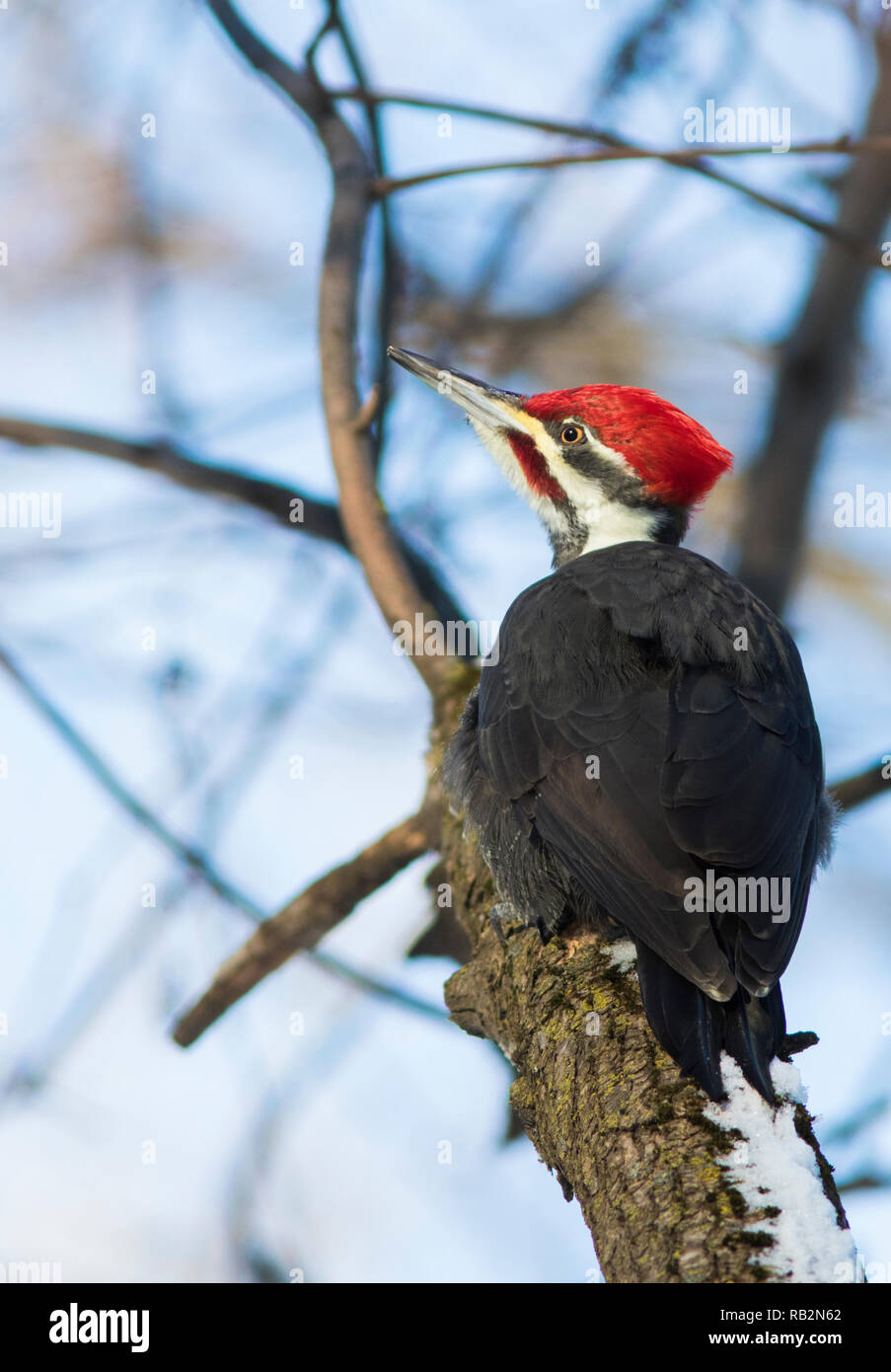 Male Pileated Woodpecker in winter Stock Photo - Alamy