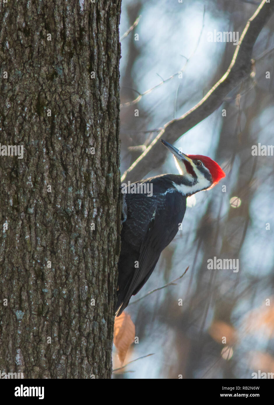 Male Pileated Woodpecker in winter Stock Photo - Alamy
