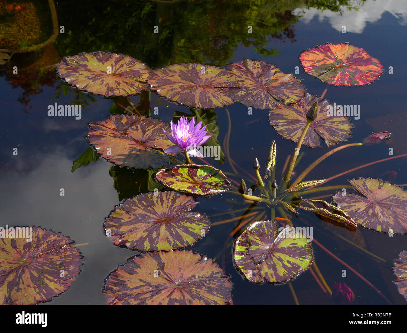 Waterlily in koi pond. Stock Photo