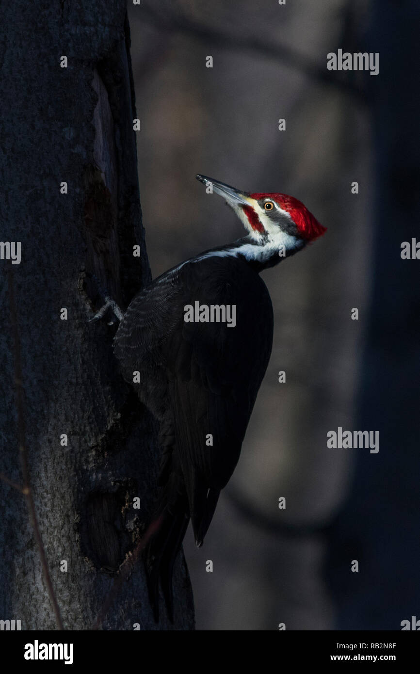 Male Pileated Woodpecker in winter Stock Photo - Alamy