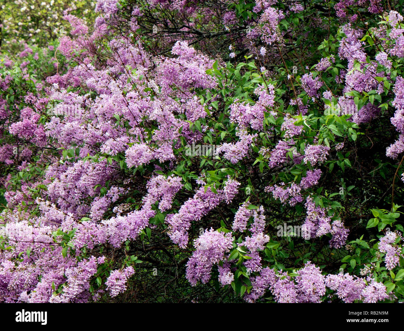 Lilac festival rochester hires stock photography and images Alamy