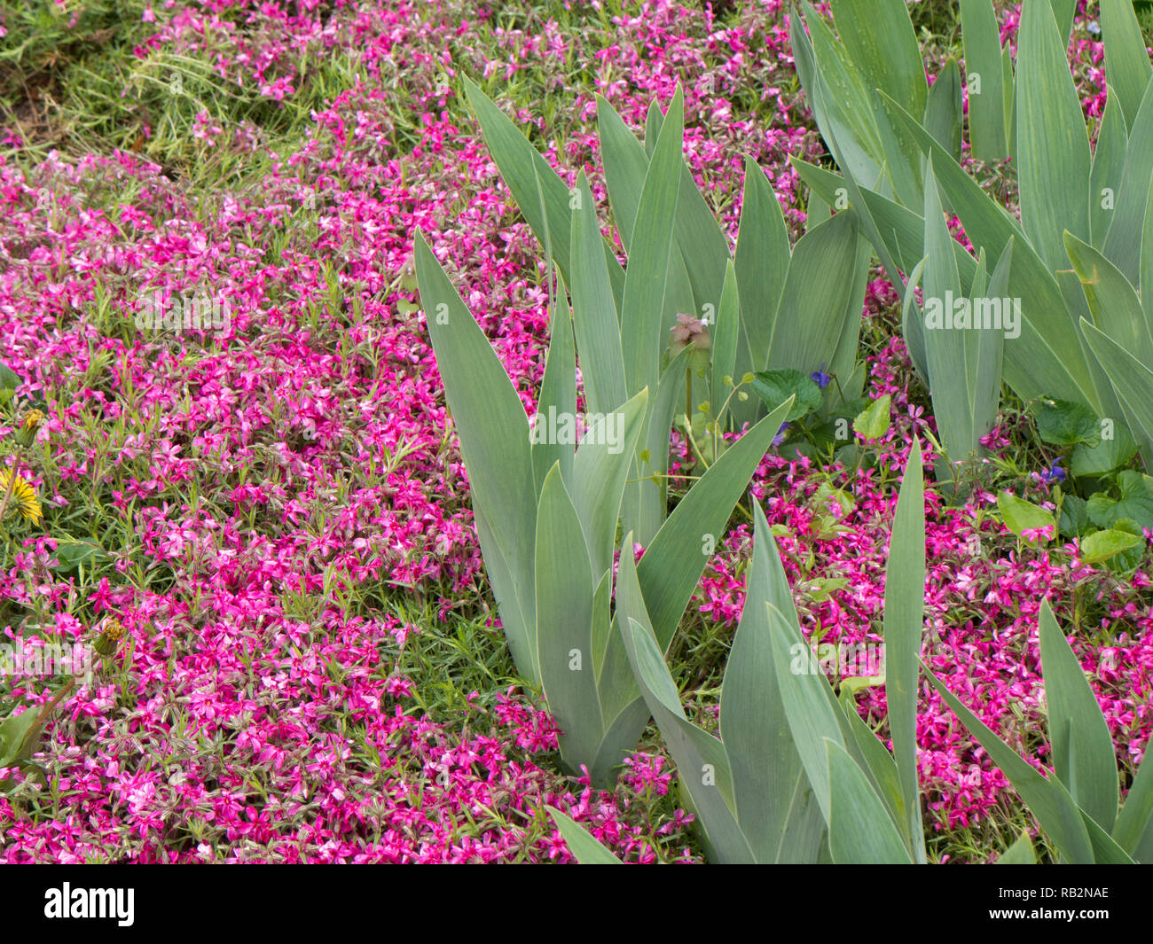 Spring growth hi-res stock photography and images - Alamy