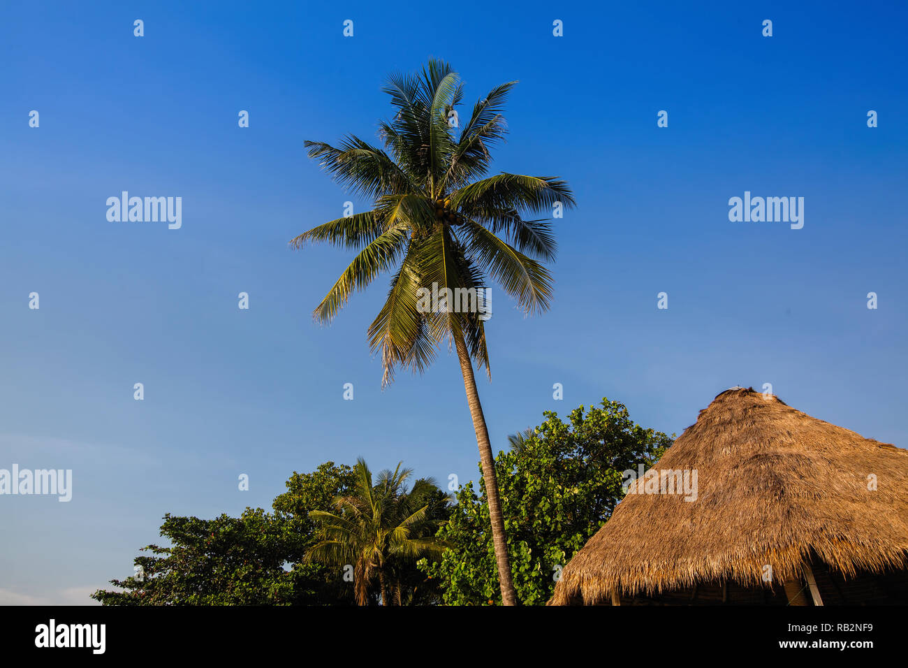 Palm tree against the blue sky on a tropical seaside Stock Photo - Alamy