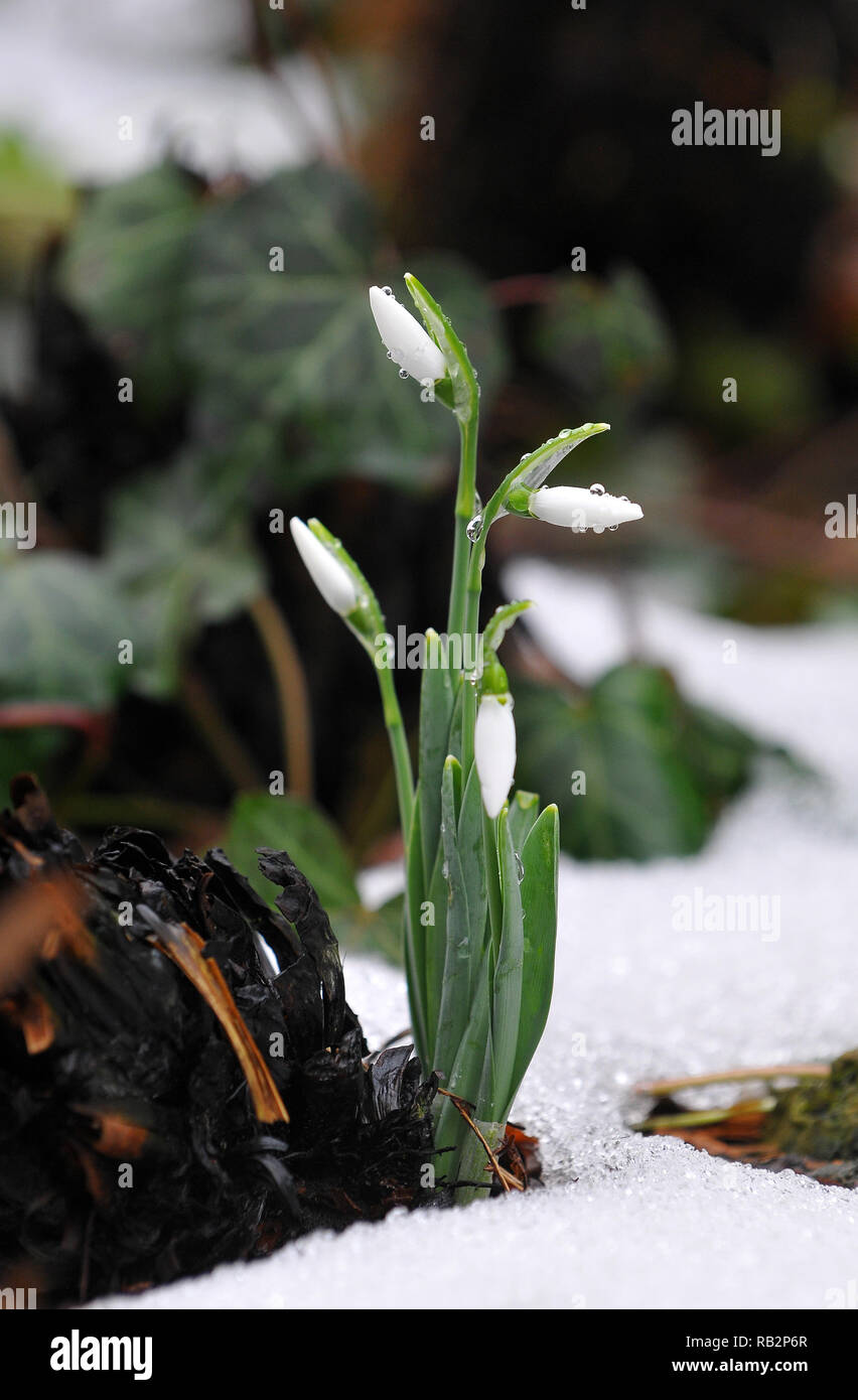 Blooming snowdrops in Hungary. Virágzó hóvirágok Magyarországon. Galanthus nivalis, Schneeglöckchen Stock Photo