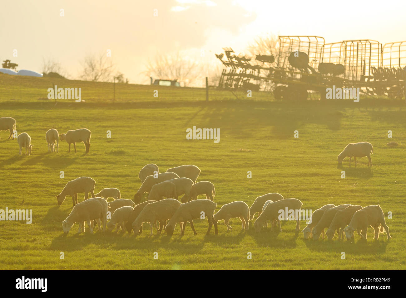 A heard of sheep graze in a farm field during the late afternoon on a summer day Stock Photo