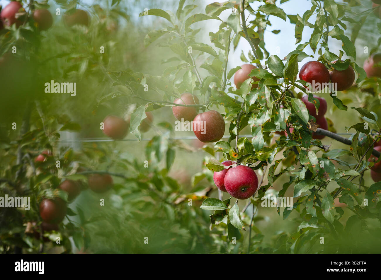 Red apples hang from apple trees in an organic orchard Stock Photo