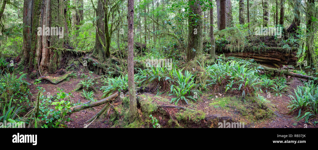 rain-forest-vancouver-hi-res-stock-photography-and-images-alamy