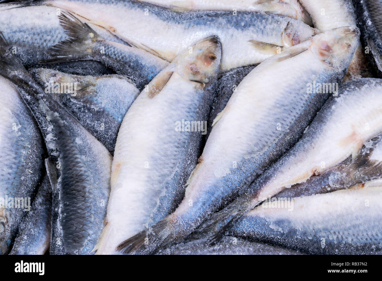 Frozen herring. Frozen group of fish. iced atlantic fish. Herrings