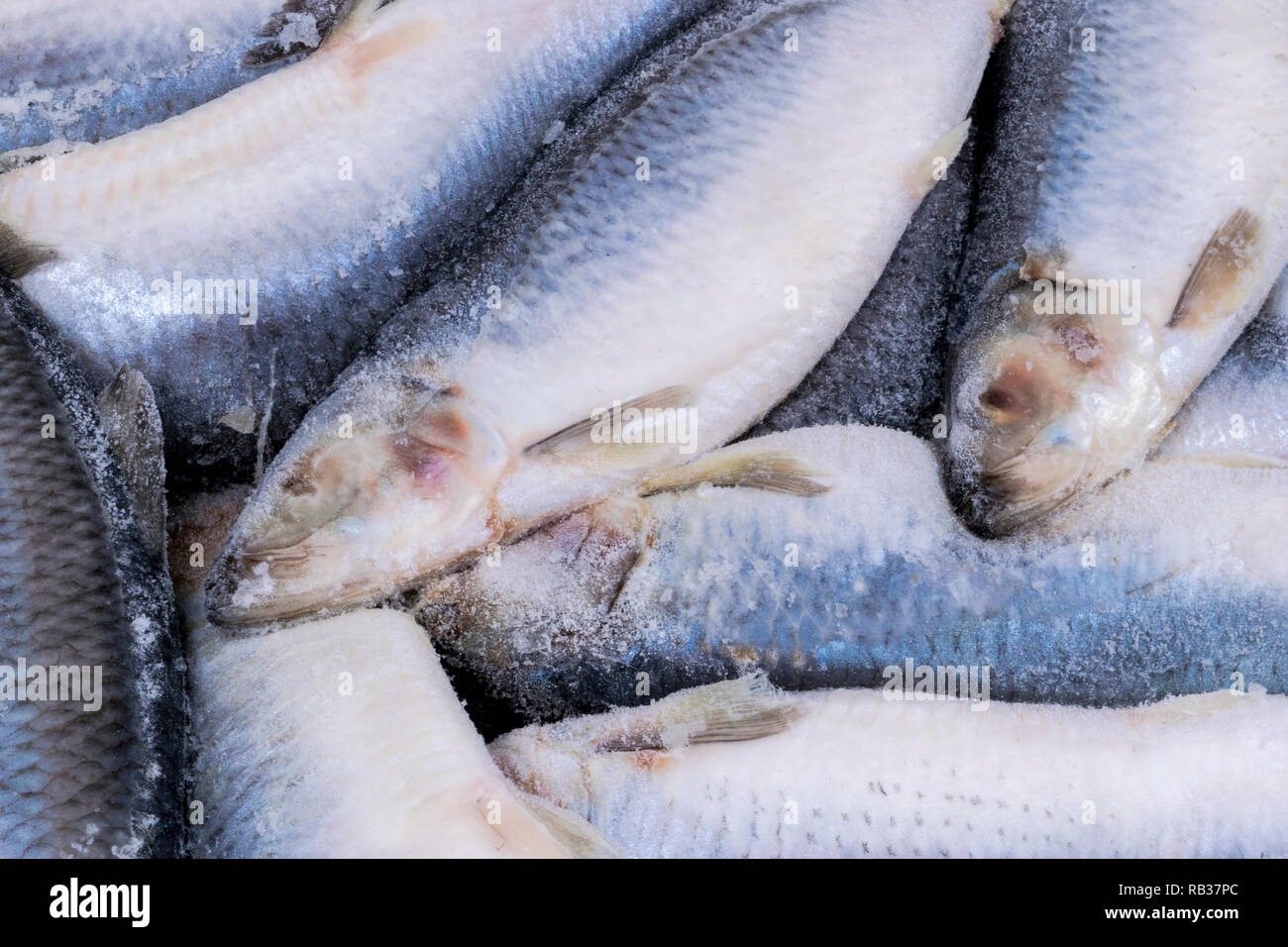 Frozen herring. Frozen group of fish. iced atlantic fish. Herrings