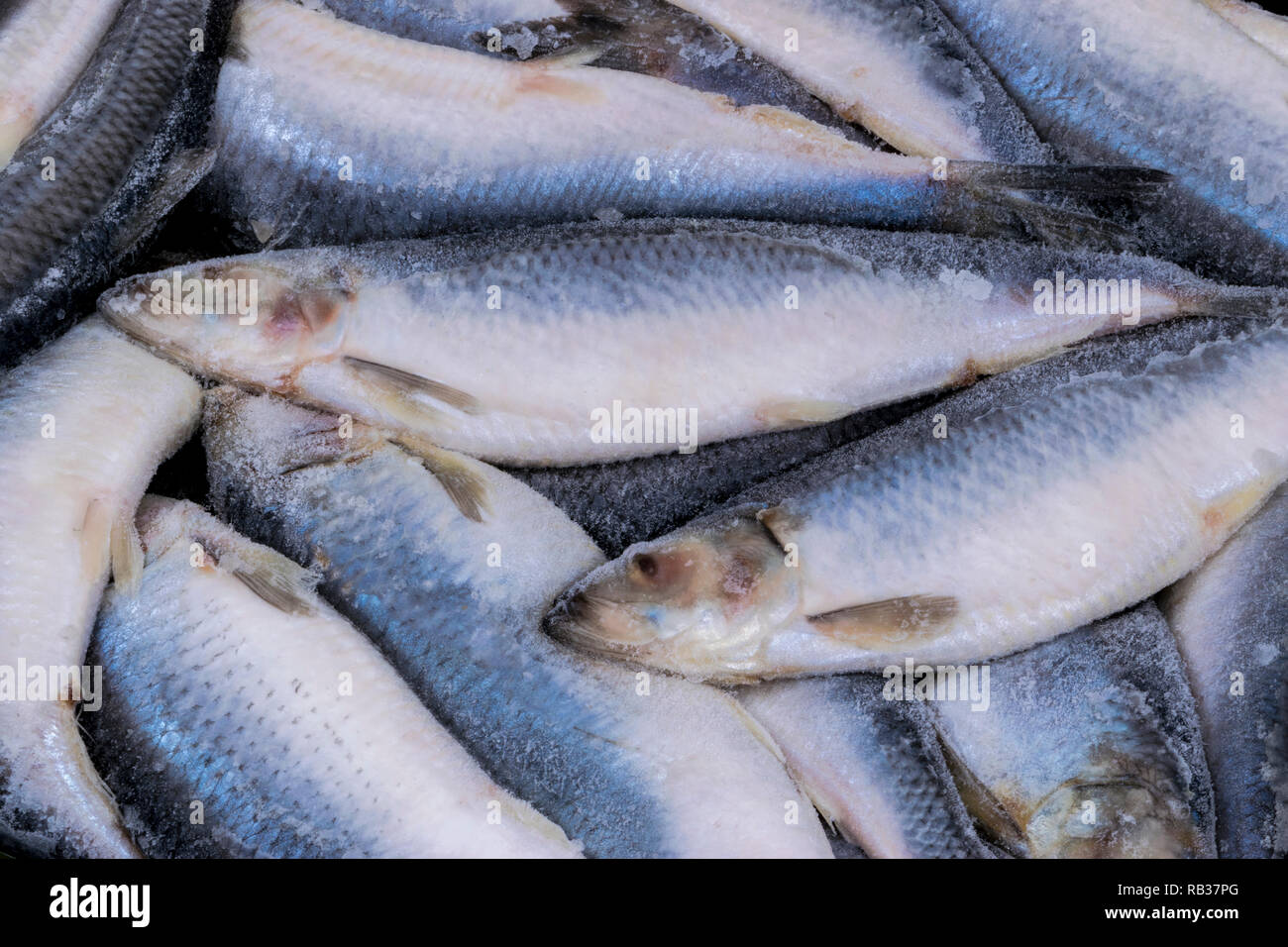 Frozen herring. Frozen group of fish. iced atlantic fish. Herrings