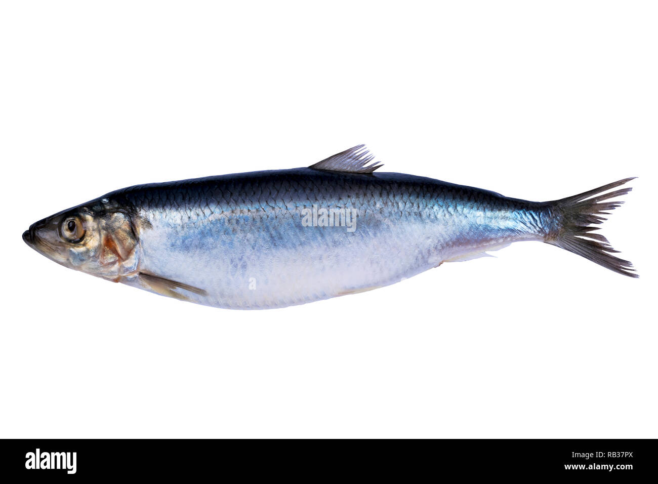 Herring fish isolated on white background. Frozen group of fish. iced