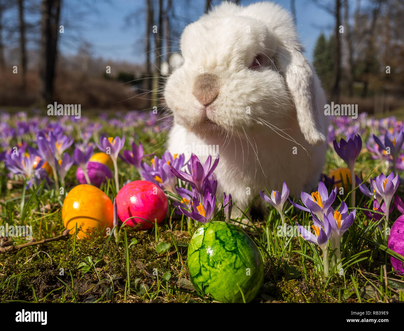 Happy Easter nature Stock Photo - Alamy