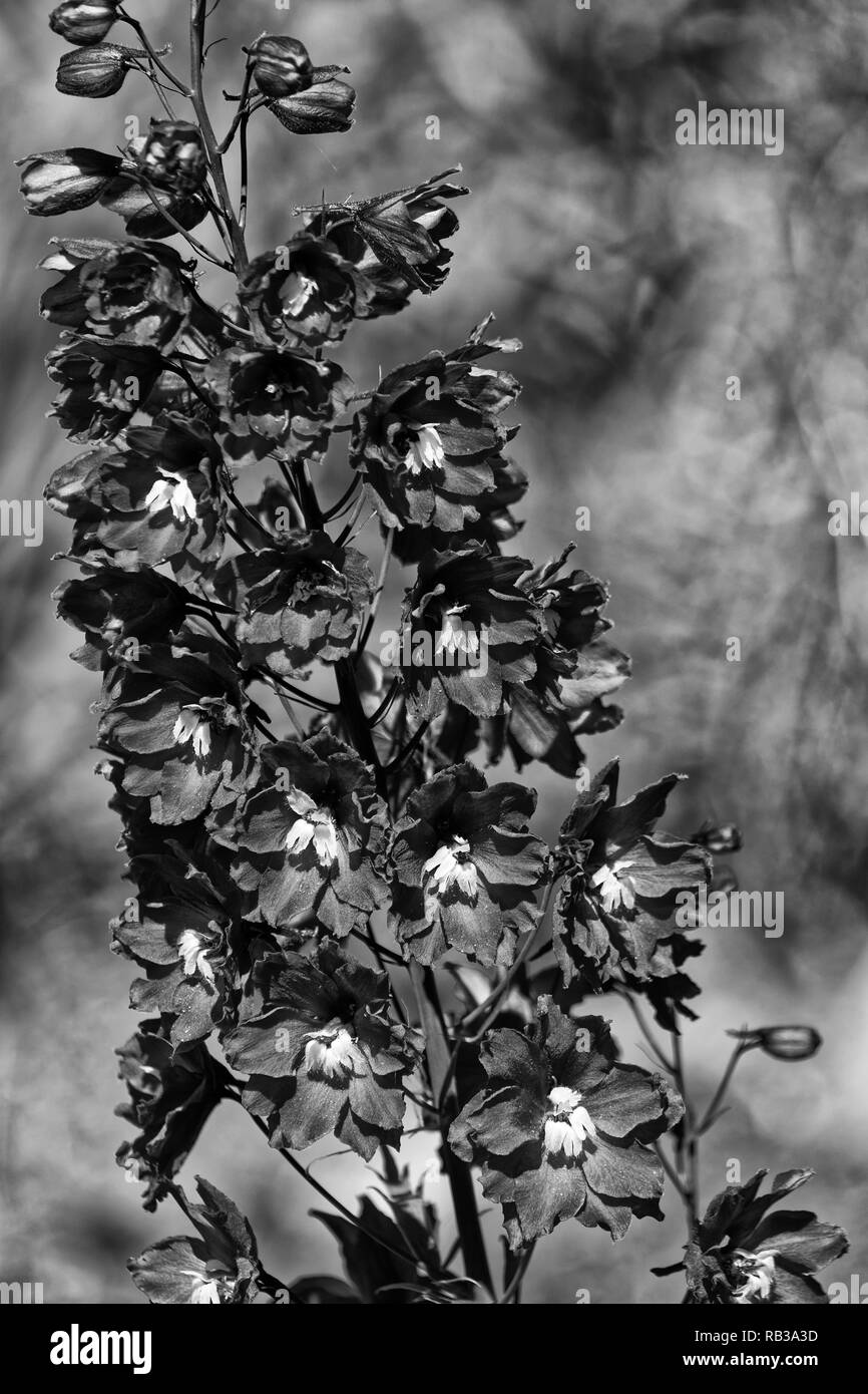 Photo flowers Delphinium, Spornik Stock Photo