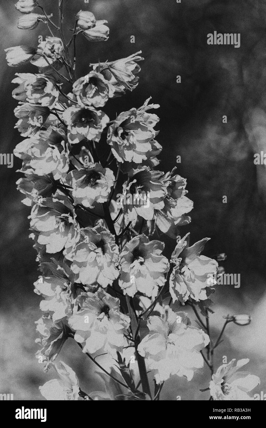 Photo flowers Delphinium, Spornik Stock Photo