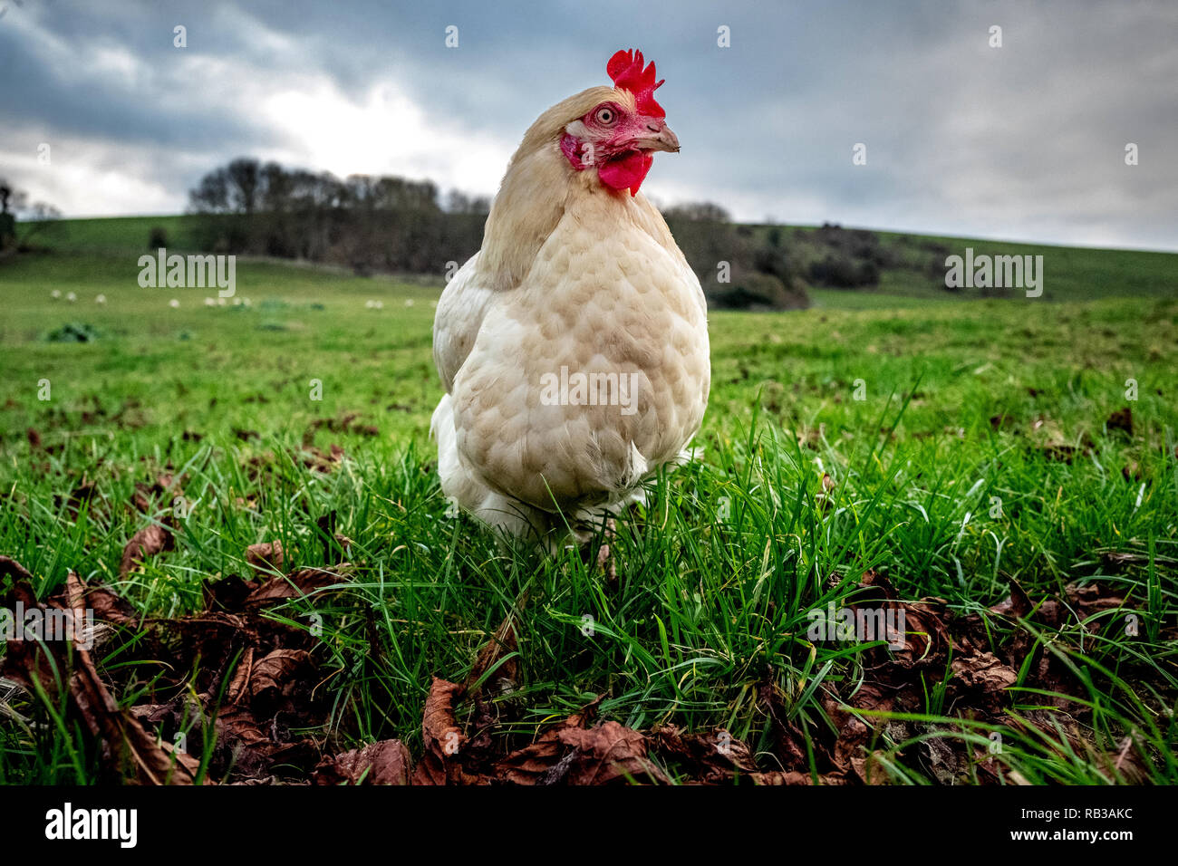 Free range chicken on hires stock photography and images Alamy