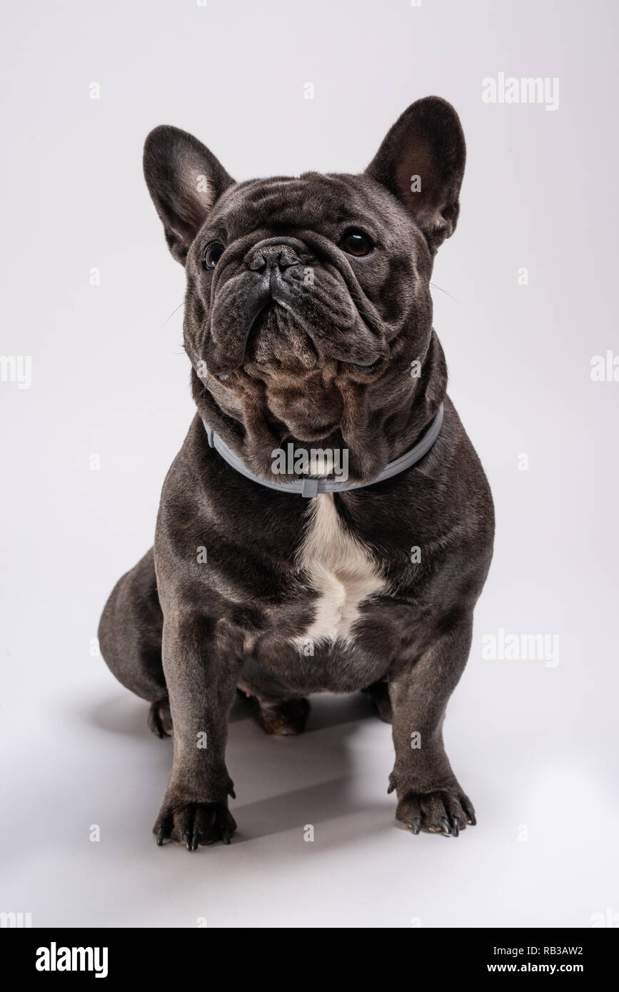 Portrait of a sitting blue french bulldog looking confident to the left side. Isolated beautiful pet against white background Stock Photo