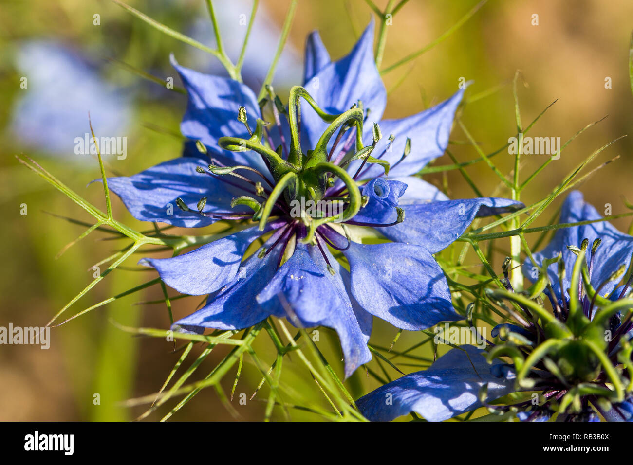 Nigella damascena (Love-in-a-mist). Grains, Thousand trouble healing. Nigella strengthens the immune system. Stock Photo