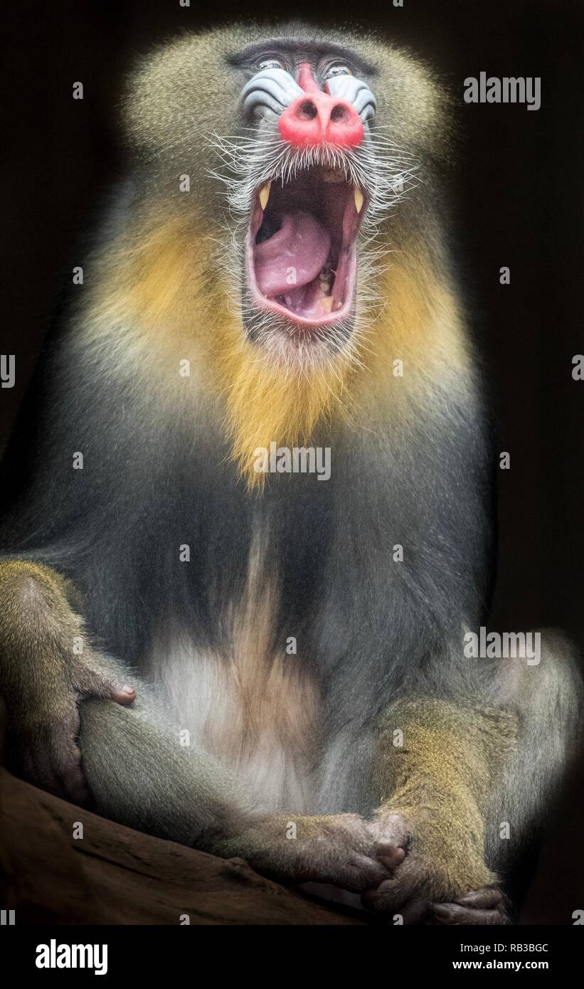 A close up photo of a Mandrill Stock Photo