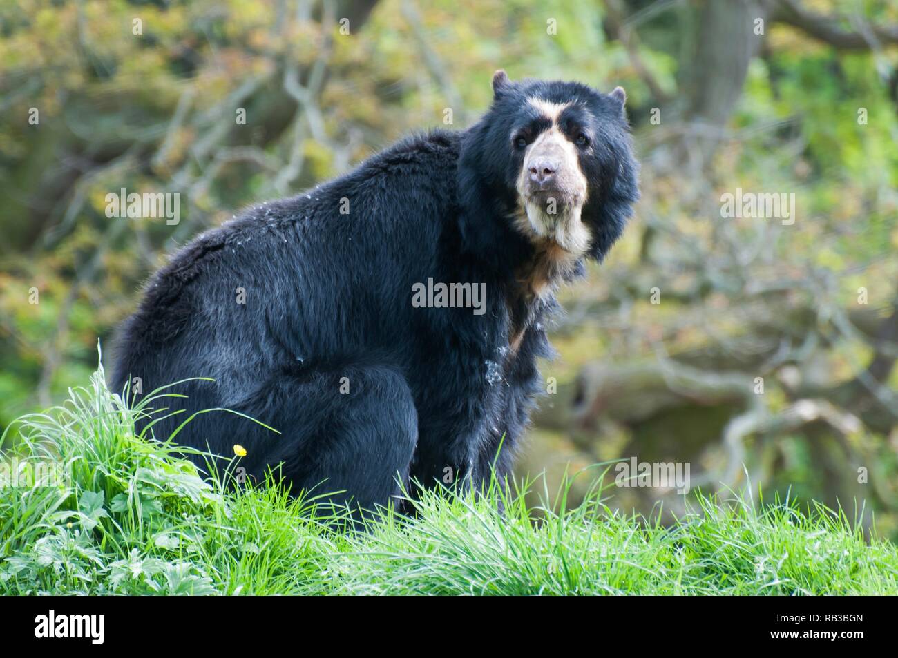 Spectacled Bear, Andean Bear Stock Photo