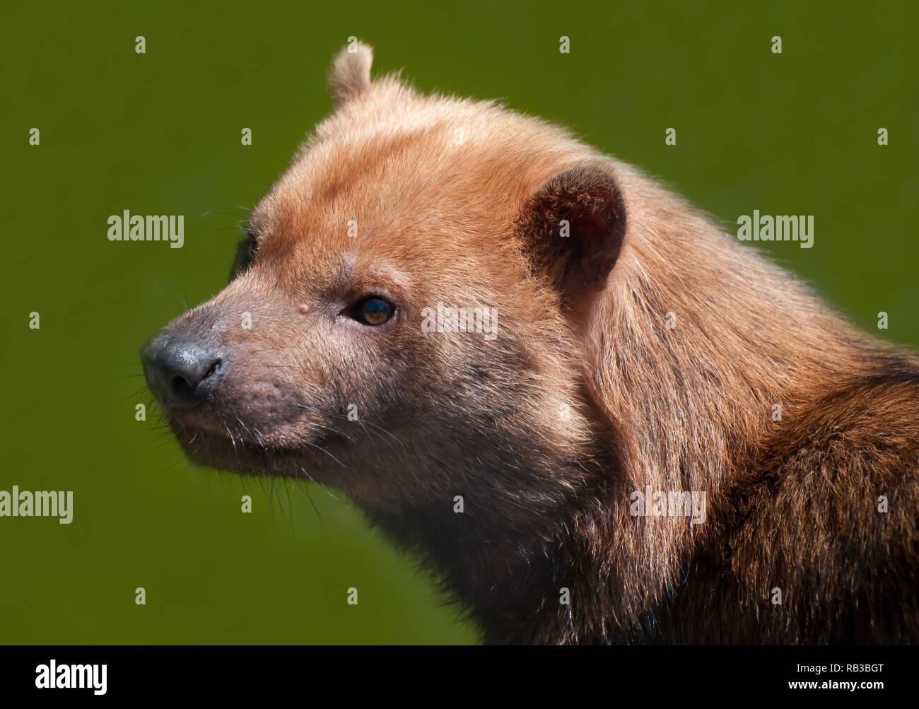 Close up photo of a Bush Dog Stock Photo