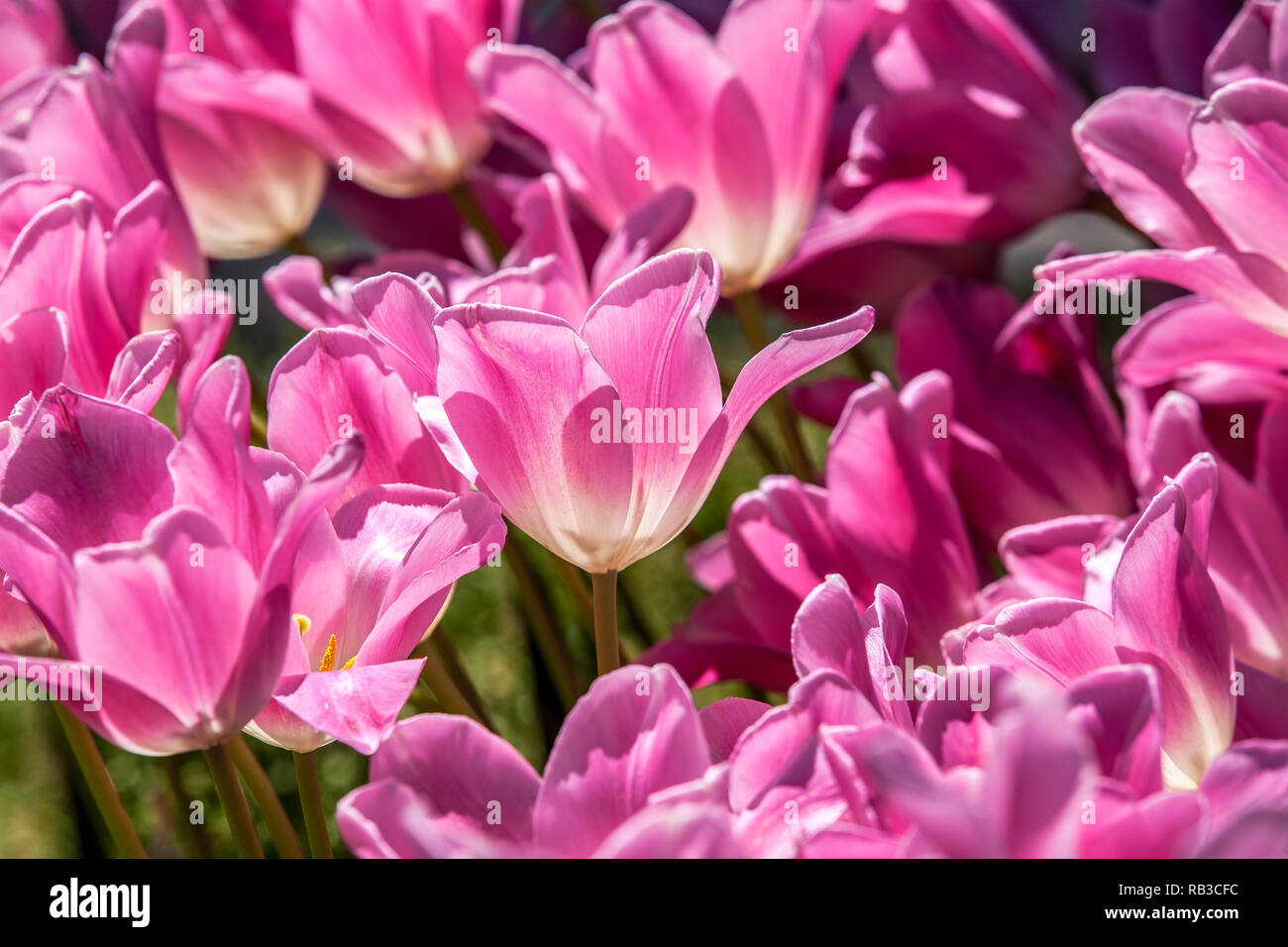 Tulipa Istanbul High Resolution Stock Photography and Images - Alamy