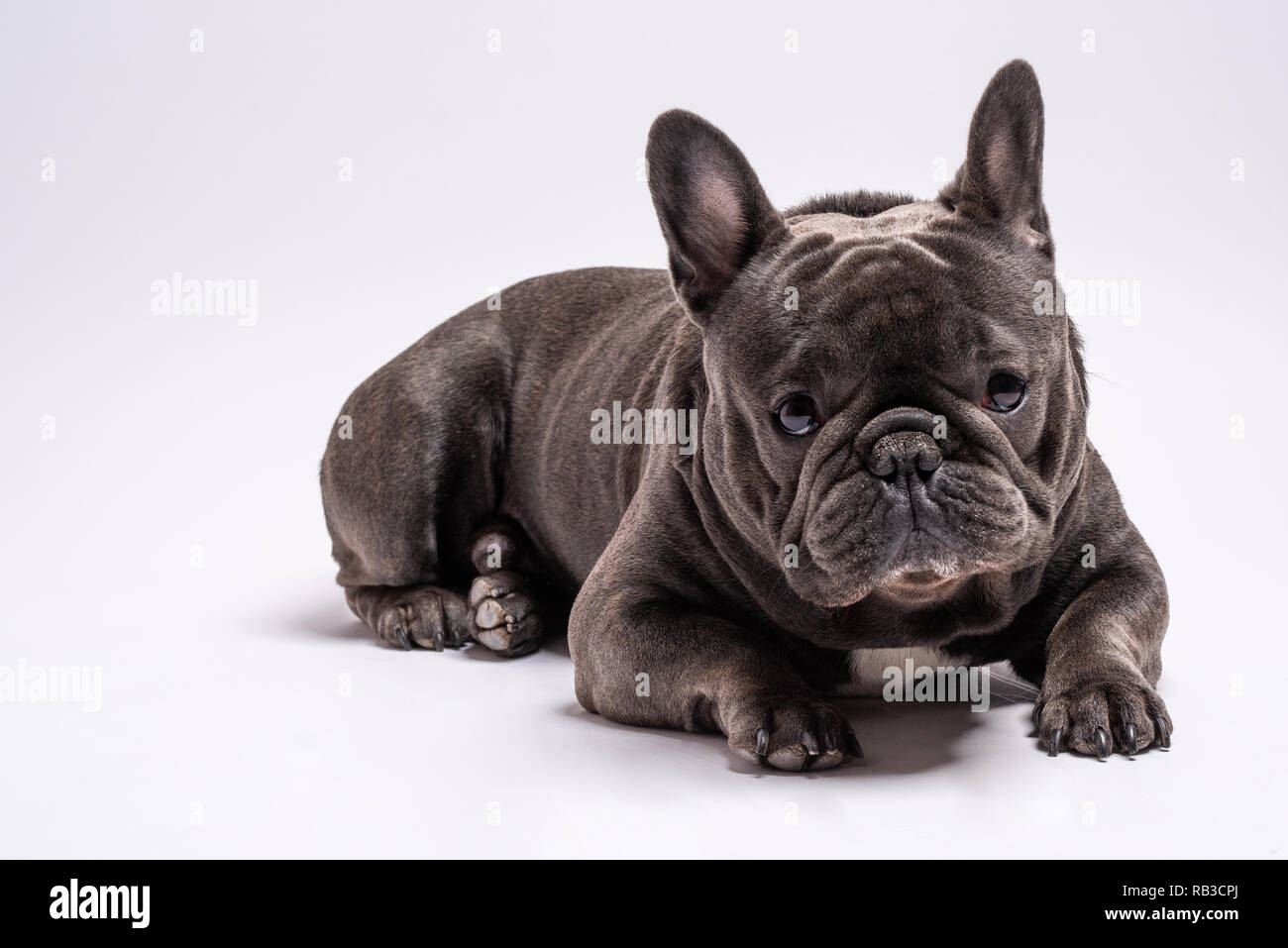 Close up of gray french bulldog shot at his level. Studio shot isolated against white background. Copy space available for commercial and advertisement Stock Photo