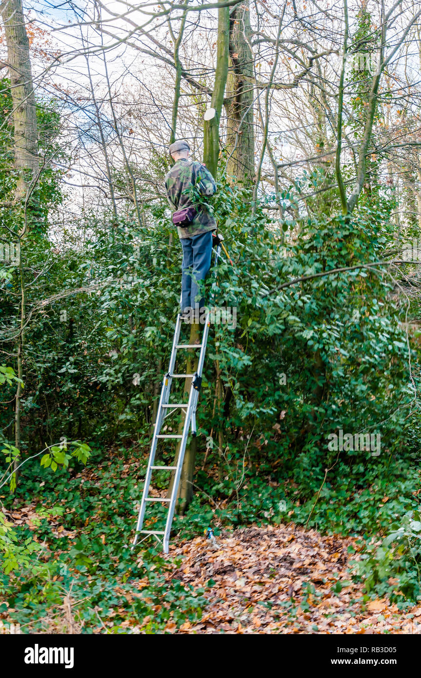 Cut sapling protected and improved green spaces, December , London, UK ...