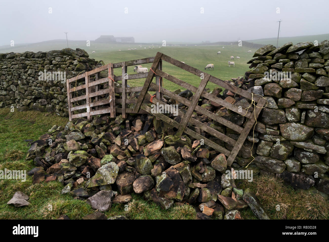 Collapsed dry stone wall near Settle, Yorkshire Dales National Park, UK. Sheep graze in surrounding fields. Temporary fencing blocks the gap. Stock Photo