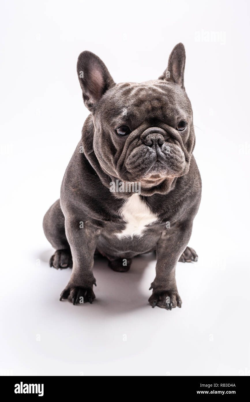 Blue french bulldog hi-res stock photography and images - Alamy