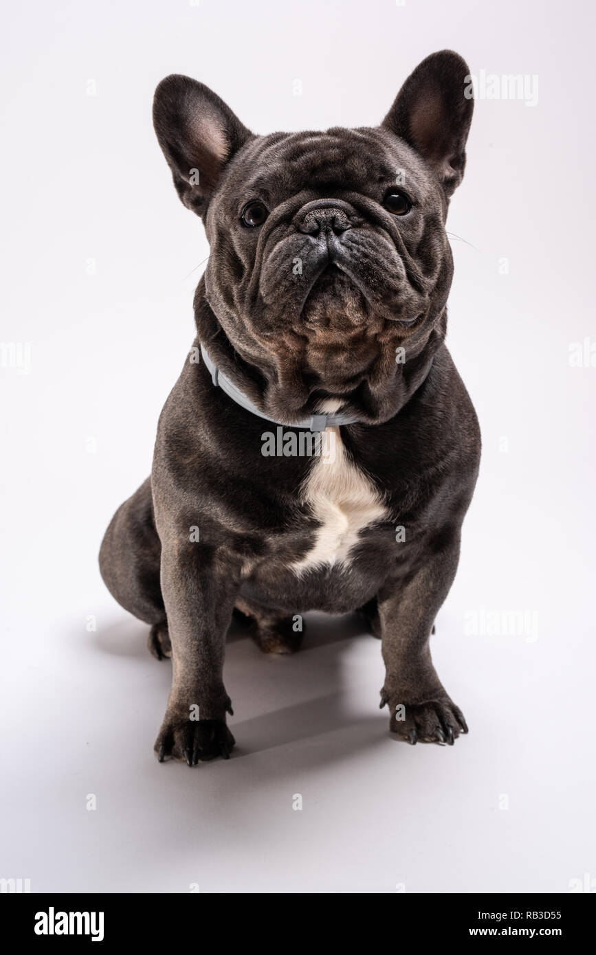 Blue french bulldog looking slightly to the left. Purebreed pet posing in the studio against white background Stock Photo