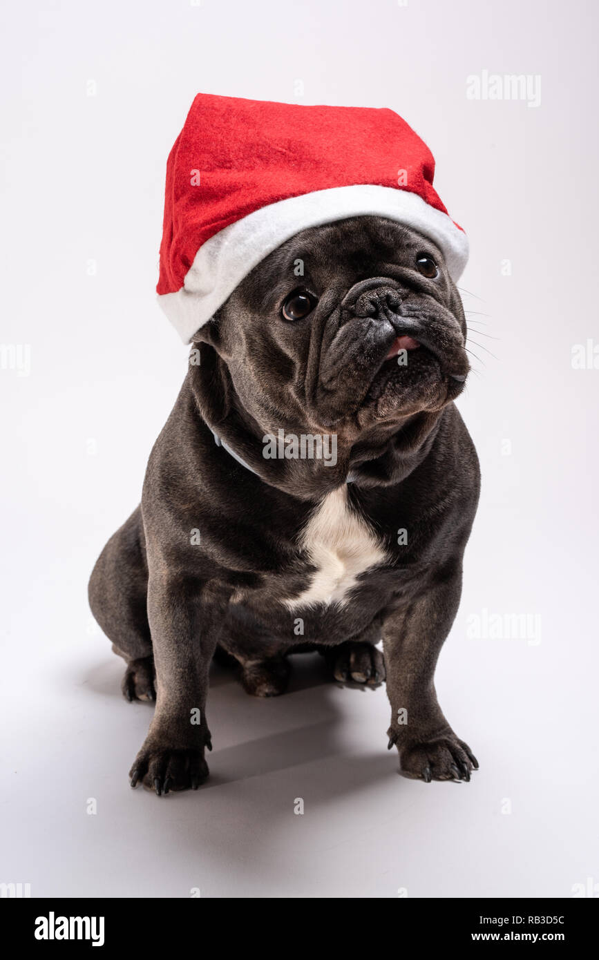 Adorable portrait of a french bulldog wearing a Santa Claus hat looking to the right. Cute friendly dog posing in the studio Stock Photo