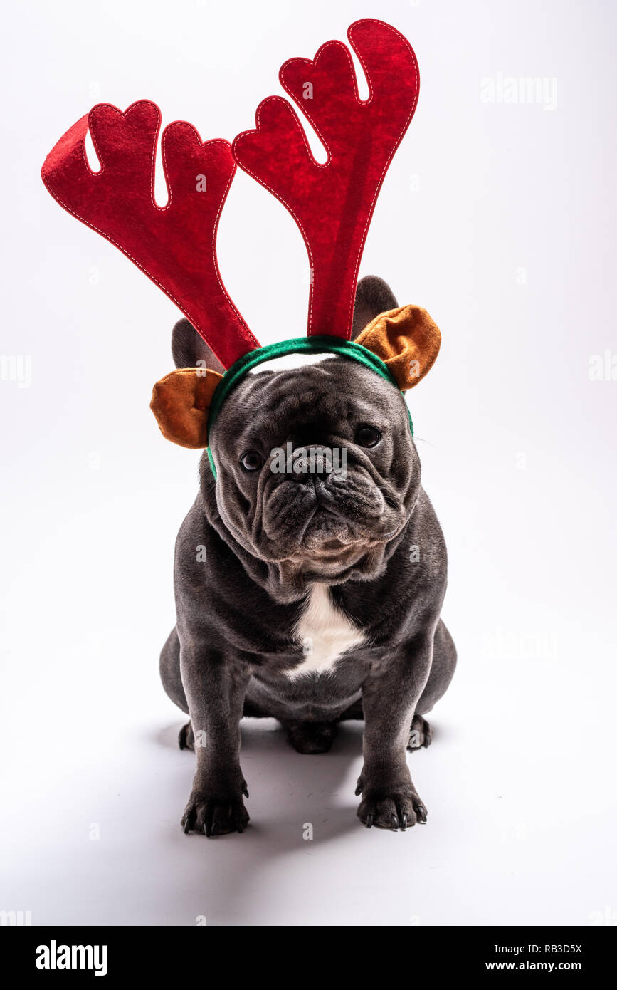 Funny Adorable French Bulldog Wearing Raindeer Hairband Looking To