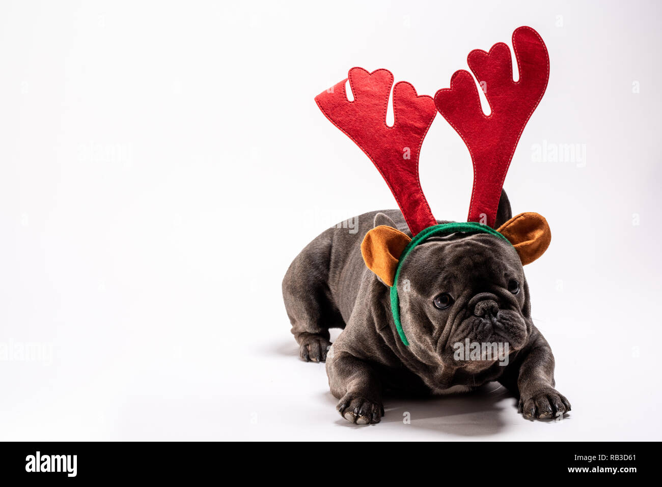 Portrait of laying french bulldog wearing raindeer hairband. Fun shot in the sudio against white background Stock Photo