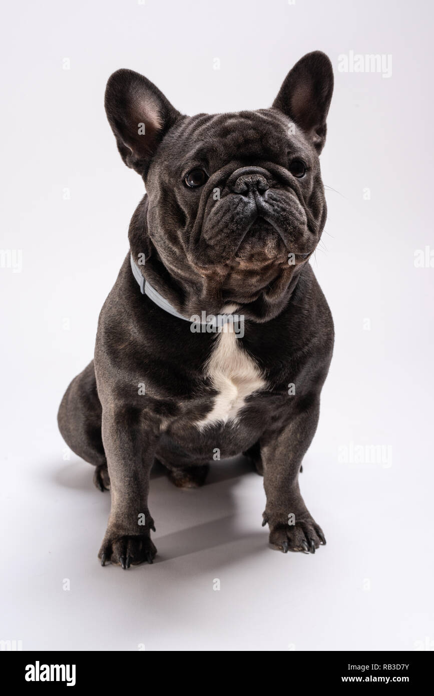 English Bulldog and Berliner, streamers Stock Photo - Alamy