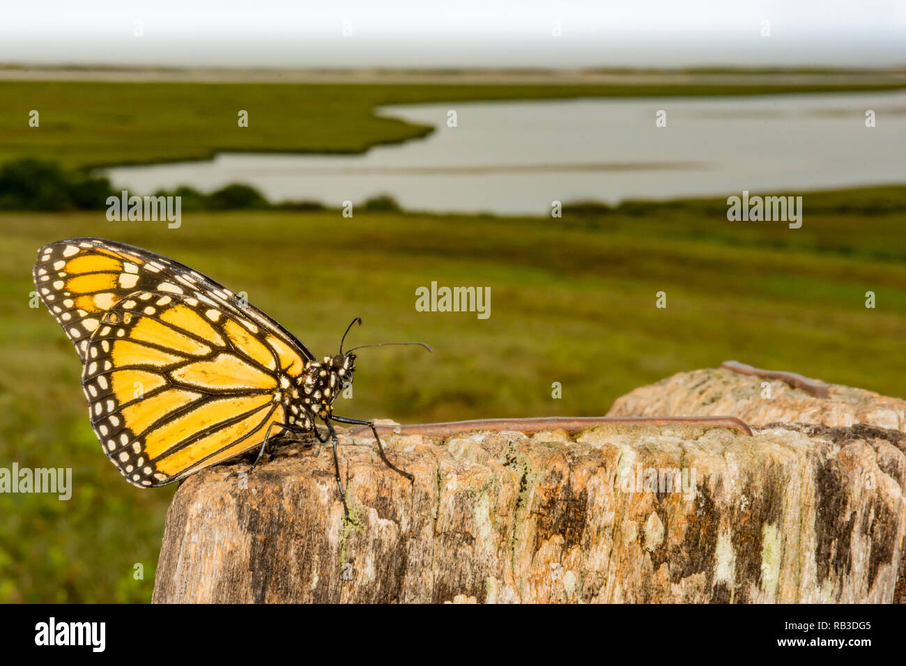 Monarch Butterfly (Danaus plexippus) Stock Photo