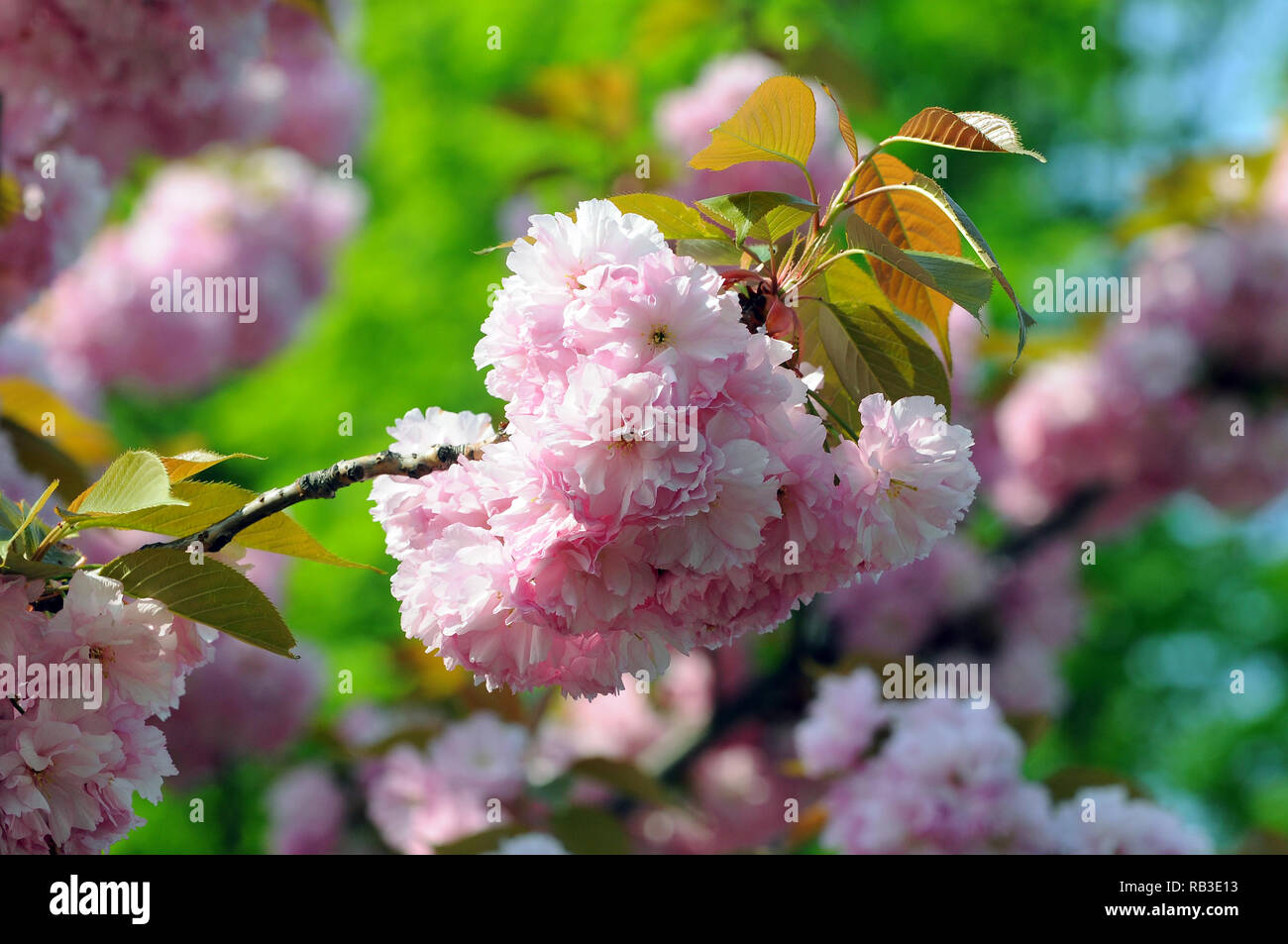 Blooming Japanese cherry in spring. Virágzó japán díszcseresznye tavasszal. Stock Photo