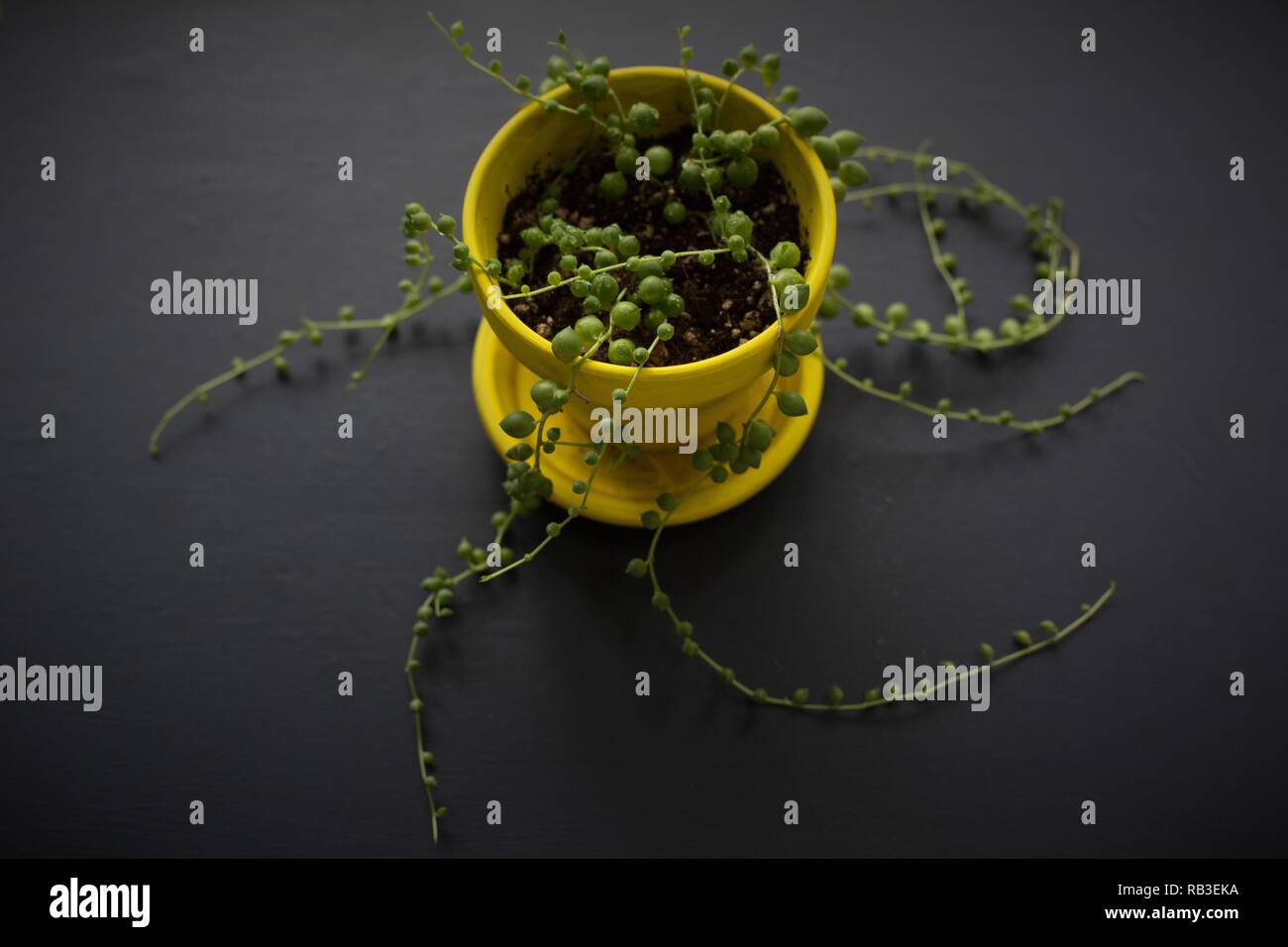 String of beads plant hi-res stock photography and images - Alamy