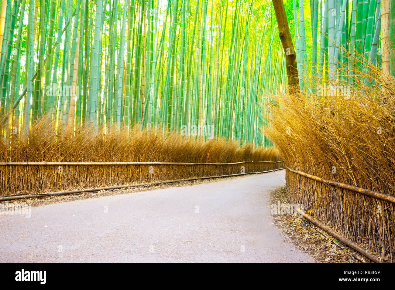 Bamboo Groves at Arashiyama.Path to Bamboo Groves at Arashiyama in