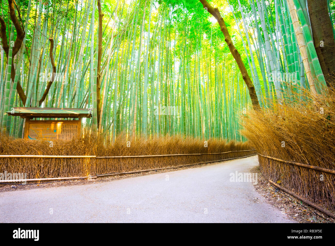 Bamboo Groves at Arashiyama.Path to Bamboo Groves at Arashiyama in