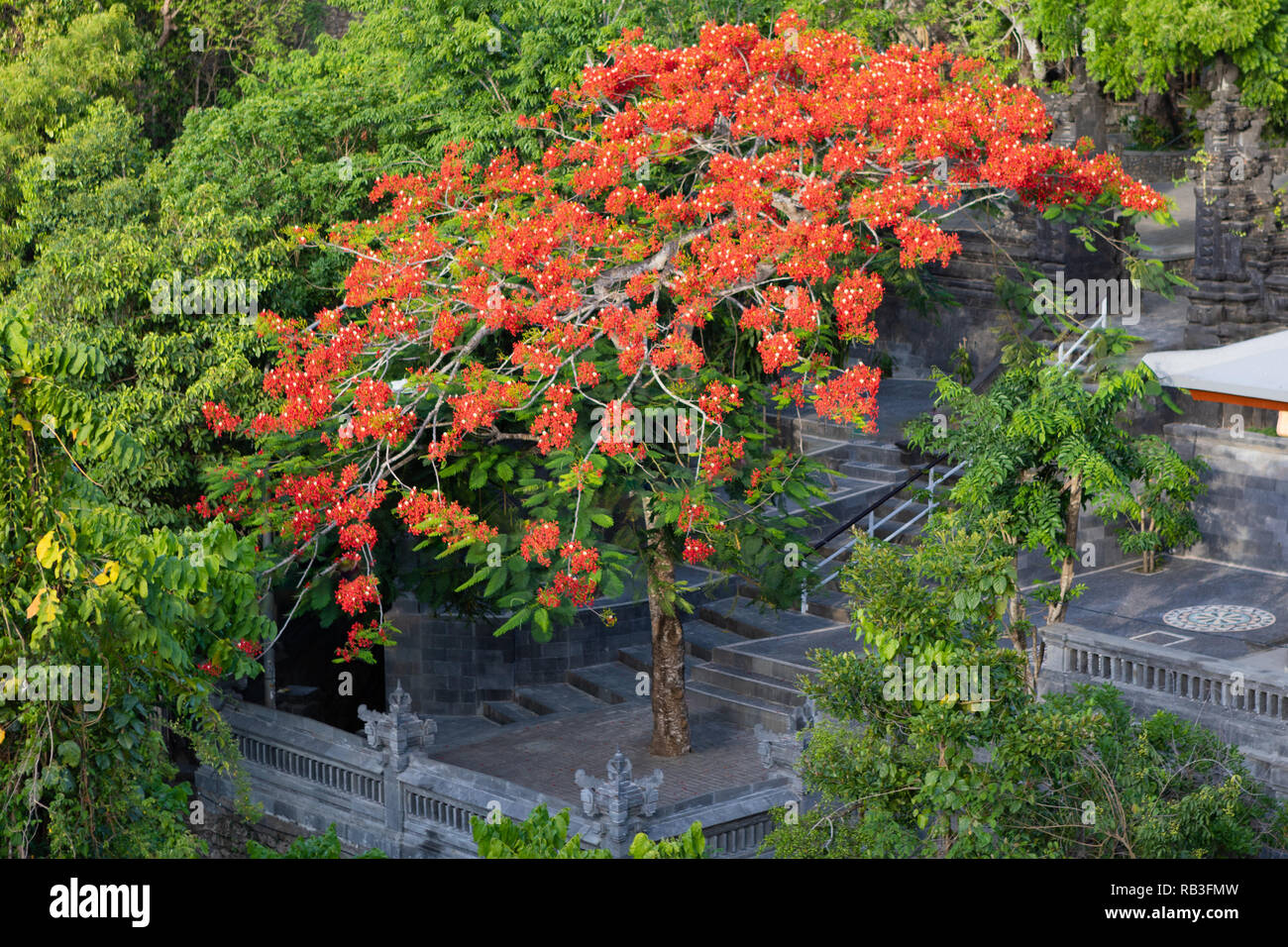 Tropical Gulmohar tree, with flame colored flowers, stands in a Balinese Hindu temple complex Stock Photo