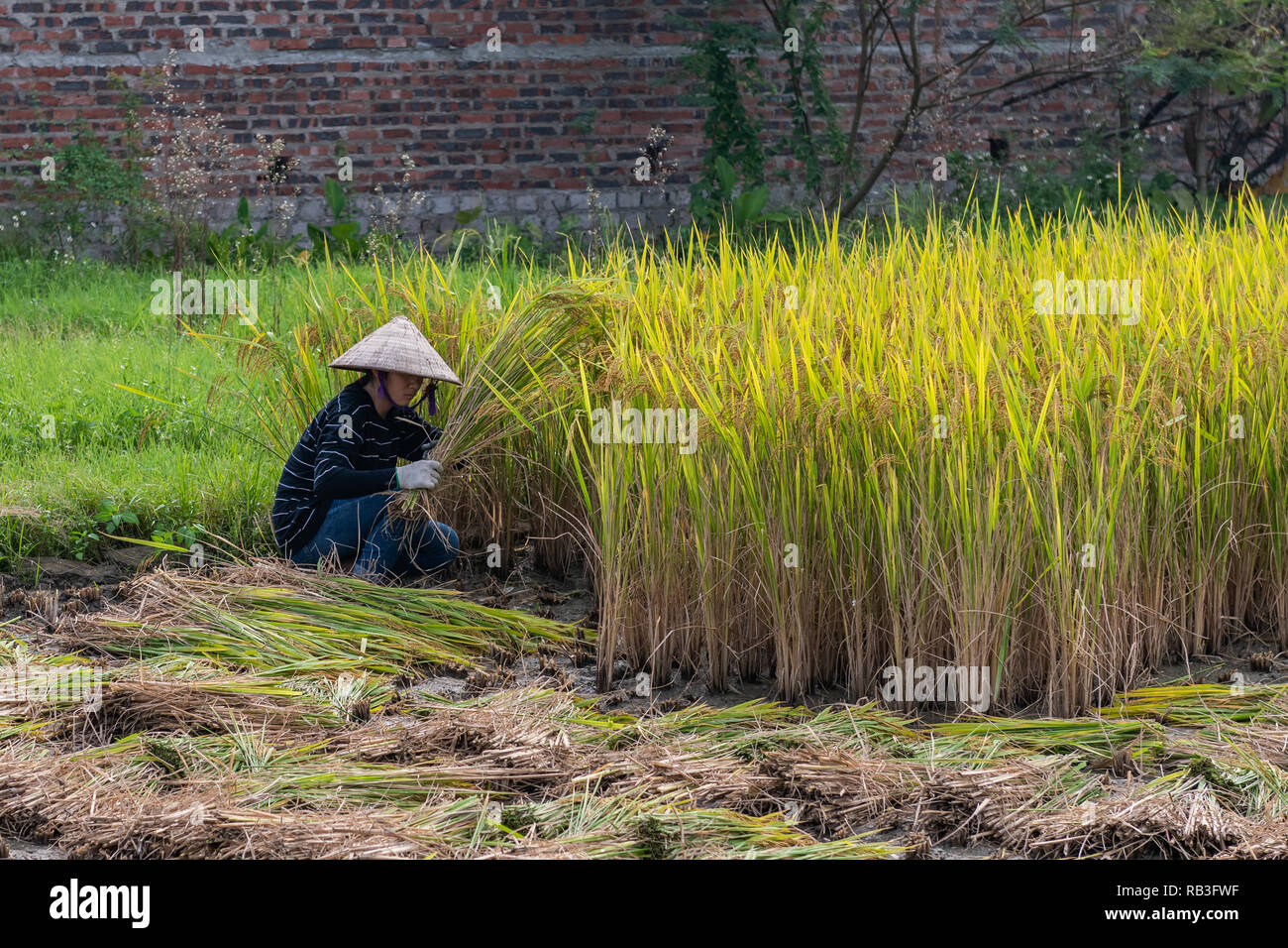 Harvesting Rice By Hand at Getmaeveblog Blog