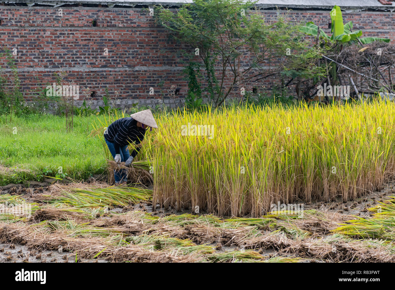 Harvesting rice by hand hires stock photography and images Alamy