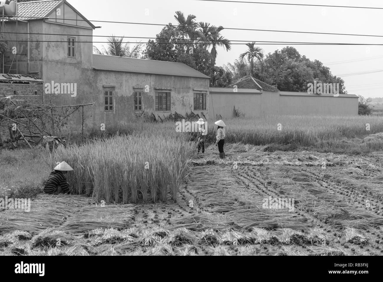 Women harvesting rice by hand, rural, Vietnam Stock Photo