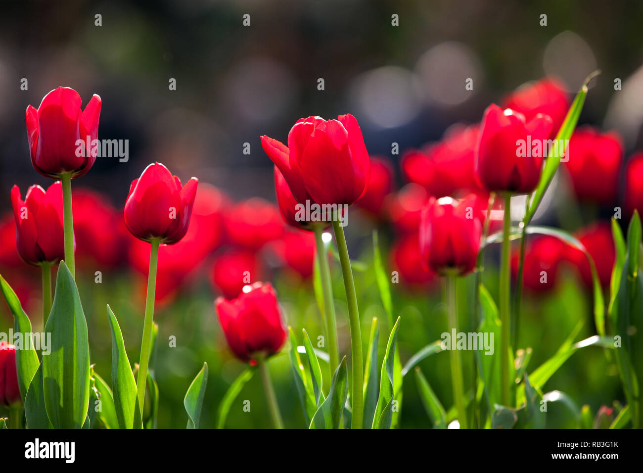 Springtime Tulips Red Tulips in gulhane park hi-res stock photography and images - Alamy