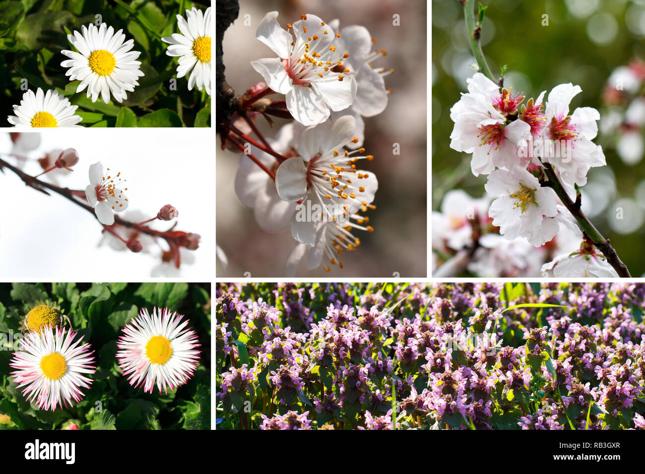 Collage of various spring flowers Stock Photo