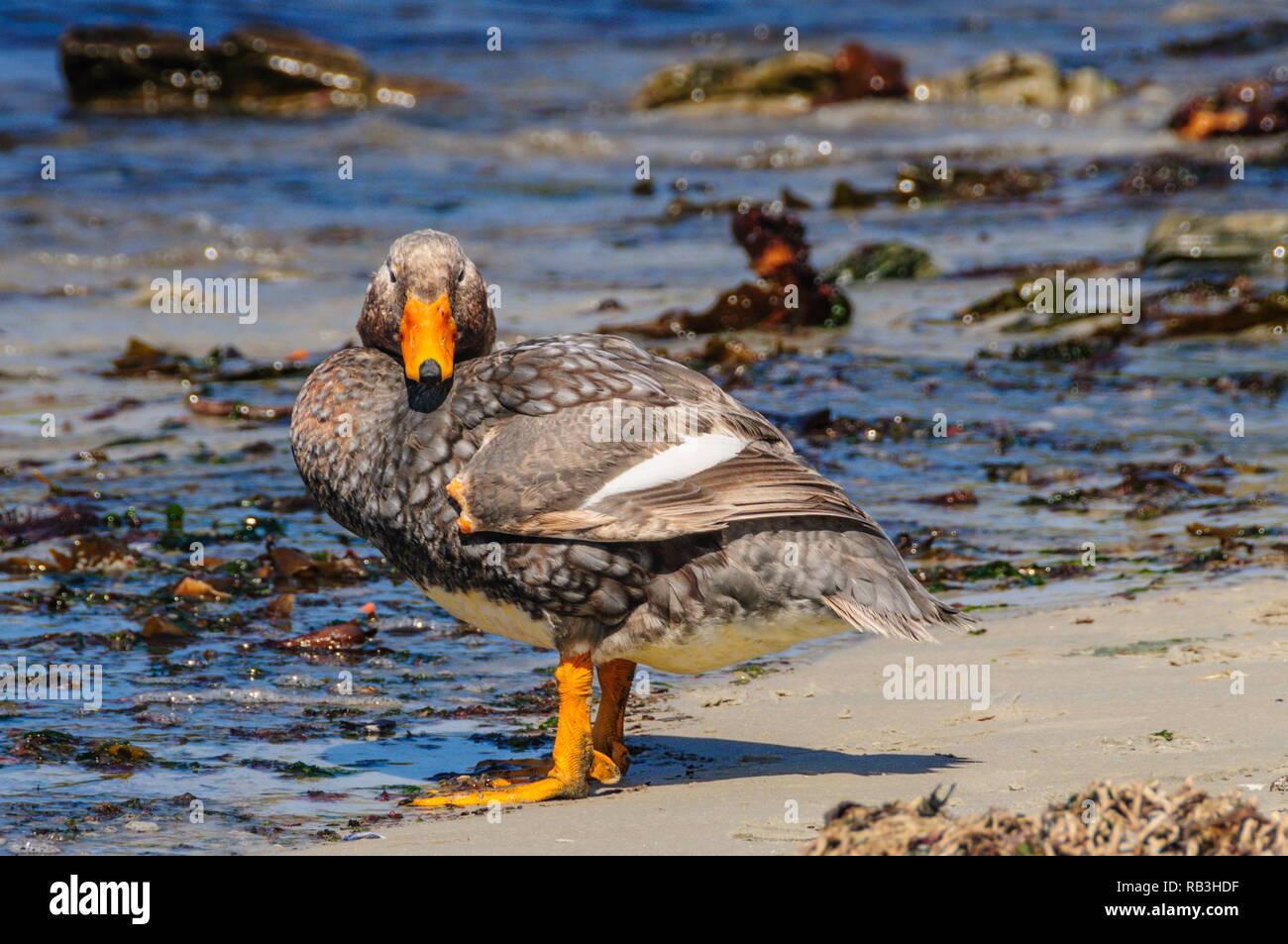 A Falkland Steamer Duck Tachyeres brachypterus A rare flightless