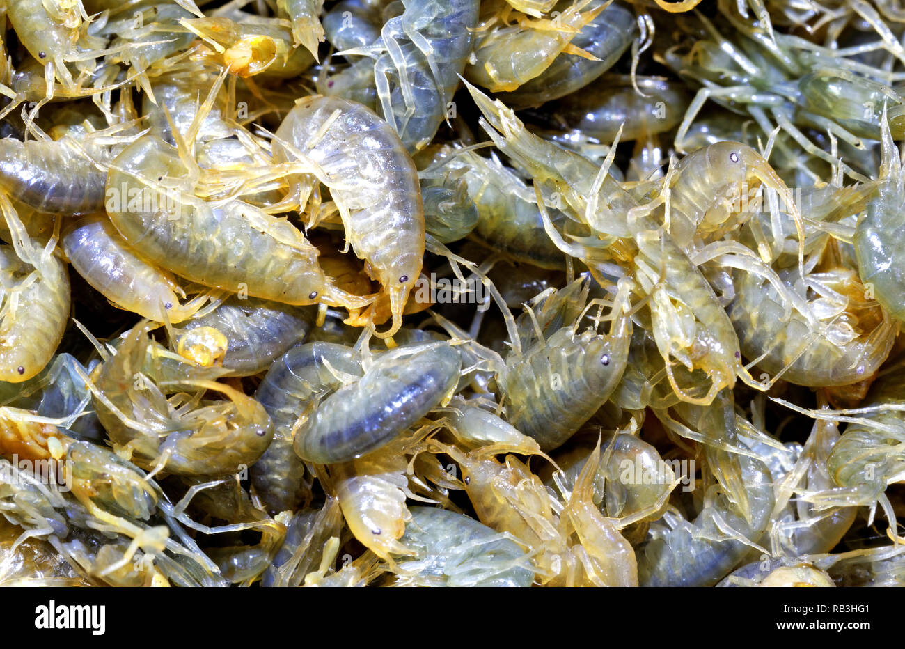 Several multicolored live crustaceans - scuds as a background close-up. Used for winter fishing Stock Photo