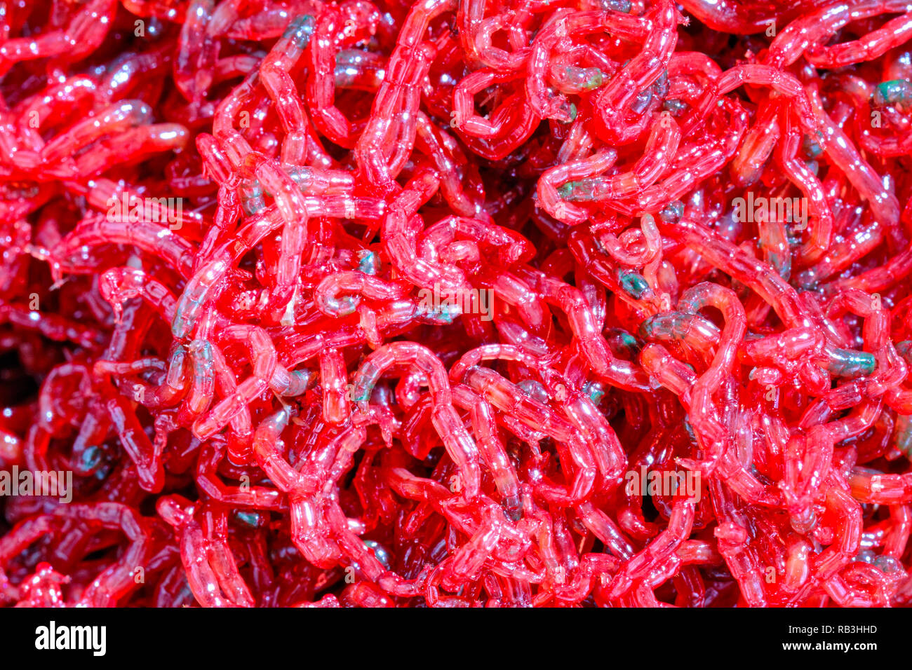 Small bloodworm -red mosquito larvae close-up. Used as fish feed and fishing bait Stock Photo