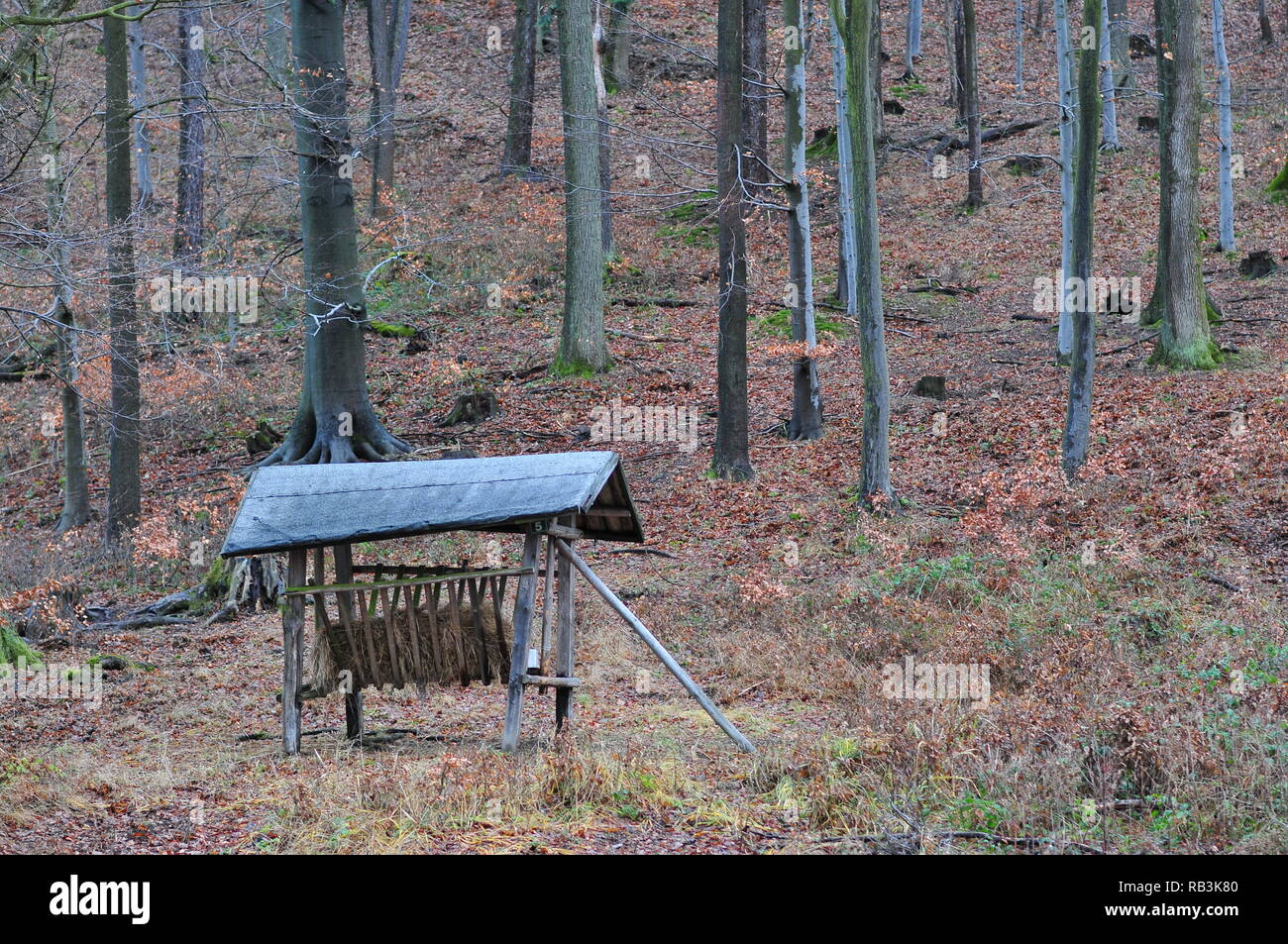 Wooden Feeder With Roof For Wild Animals Deer Roe Deer Located